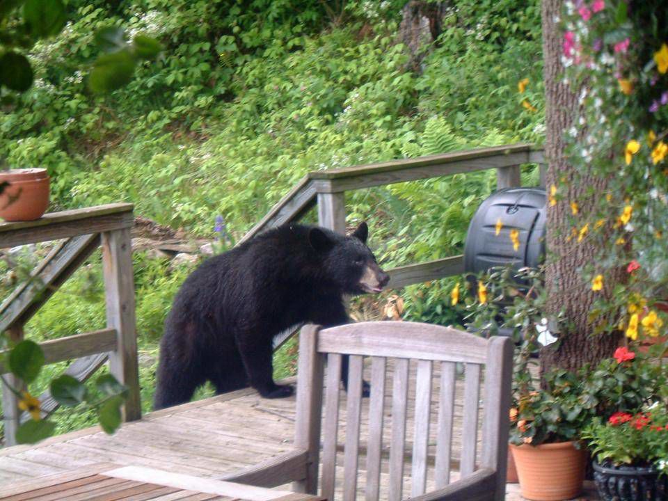 Keep Bears In Mind When Preparing To Compost